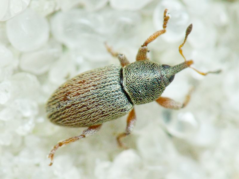 Curculioninae